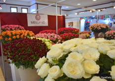 A true sea of Meiland roses.